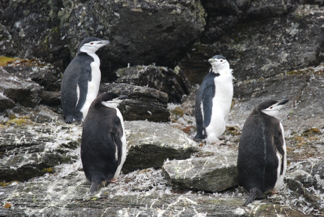 Chinstrap penguins on Signy Island