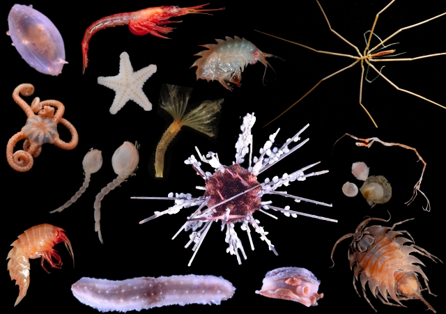A selection of animals collected in the South Orkney MPA.